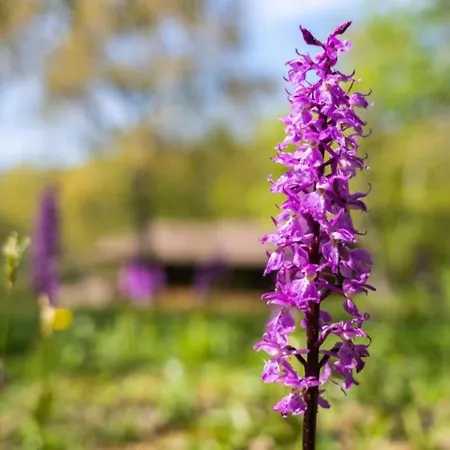 Ferienhaus Villaggio Anemone - Mirtillo *