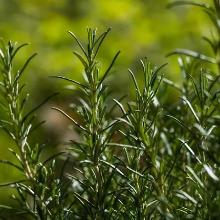 Villaggio Anemone - Mirtillo *