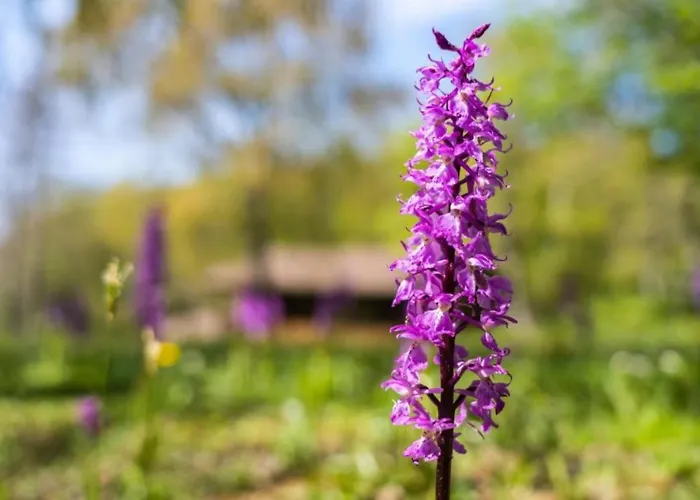 Ferienhaus Villaggio Anemone - Mirtillo *