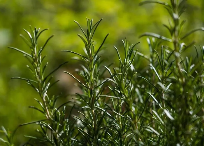 Villaggio Anemone - Mirtillo *