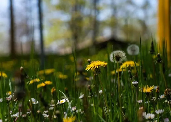 Villaggio Anemone - Mirtillo *